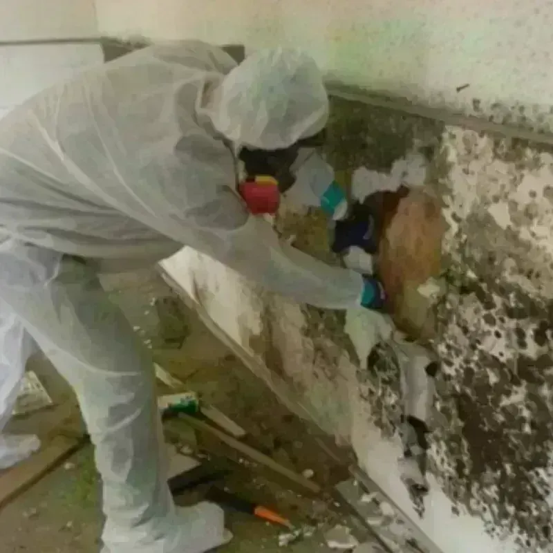 Mold Remediation and Removal in Clendenin, WV